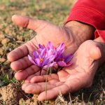 1g of certified organic saffron – pure Persian aroma in a sleek, health-conscious package